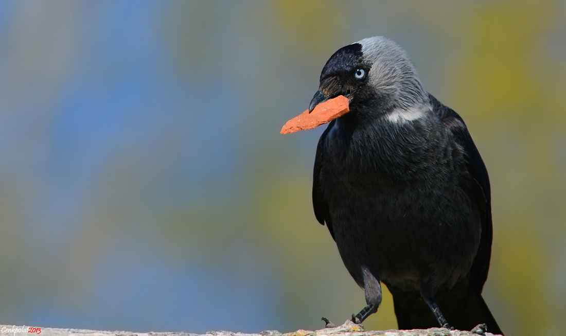 Eurasian Jackdaw